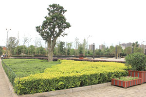 明珠广场的园林景观